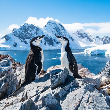 Antarctica Yacht 中国幸运体彩飞艇168网手机版直播平台 Charter